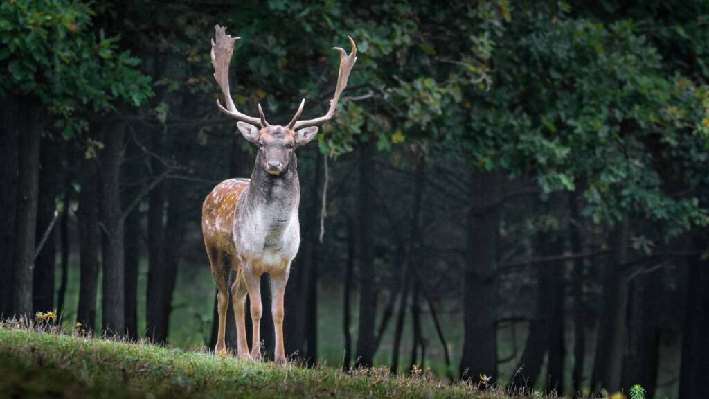 Large deer with a forest in the background
