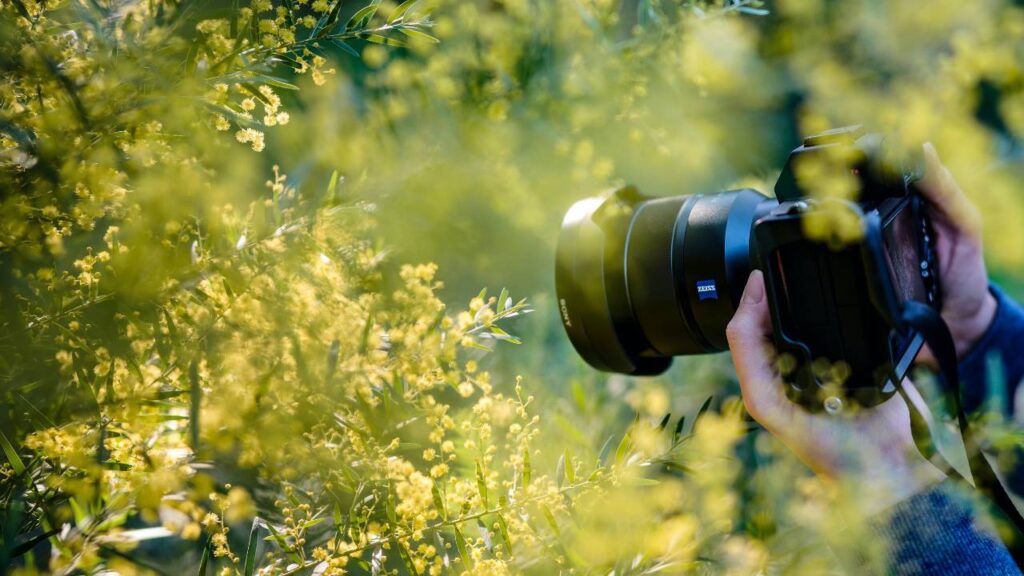 A woman taking a closeup photo of yellow flowers